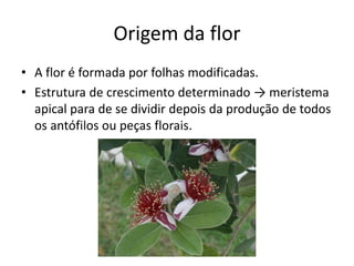 Origem da flor 
•A flor é formada por folhas modificadas. 
•Estrutura de crescimento determinado → meristema apical para de se dividir depois da produção de todos os antófilos ou peças florais.  