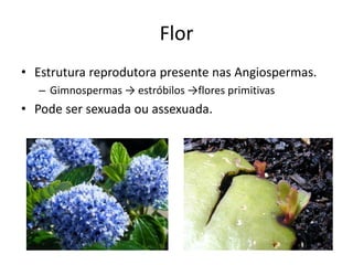 Flor 
•Estrutura reprodutora presente nas Angiospermas. 
–Gimnospermas → estróbilos →flores primitivas 
•Pode ser sexuada ou assexuada.  