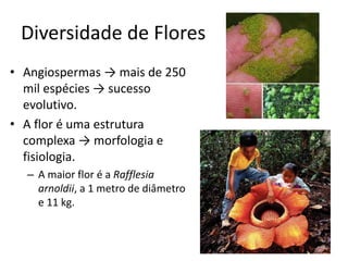 Diversidade de Flores 
•Angiospermas → mais de 250 mil espécies → sucesso evolutivo. 
•A flor é uma estrutura complexa → morfologia e fisiologia. 
–A maior flor é a Rafflesia arnoldii, a 1 metro de diâmetro e 11 kg.  