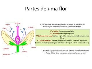 Partes de uma flor 
 