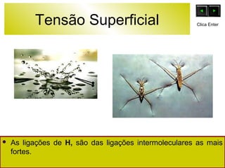 Tensão Superficial 
Clica Enter 
 As ligações de H, são das ligações intermoleculares as mais 
fortes. 
 