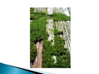 Plano detalheObjetivas Macro