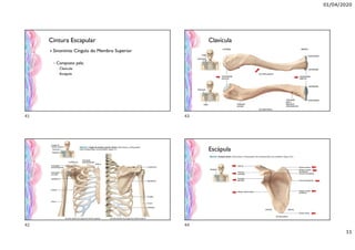 01/04/2020
11
Cintura Escapular
 Sinonímia: Cíngulo do Membro Superior
◦ Composto pela:
 Clavícula
 Escápula
Clavícula
Escápula
41
42
43
44
 