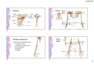 01/04/2020
12
Escápula
Membros Superiores
 Possui 30 ossos distribuídos em:
◦ 1 no Braço  Úmero
◦ 2 no Antebraço  Rádio e Ulna
◦ 8 no Carpo (punho)
◦ 5 Metacarpais
◦ 14 Falanges
Úmero
Ulna e
Rádio
45
46
47
48
 