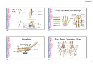 01/04/2020
13
Ulna e
Rádio
Ulna e Rádio
Olecrano
Ossos Carpais, Metacarpais e Falanges
Ossos Carpais, Metacarpais e Falanges
49
50
51
52
 