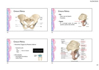 01/04/2020
14
Cintura Pélvica
Cintura Pélvica
 Sinonímia: Cíngulo do Membro Inferior
◦ Composto pela:
 Ílio
 Ísquio Ossos do Quadril
 Púbis
 Articulações
◦ Articulações Sacroilíacas.
◦ Sínfise Púbica.
Por volta dos 23 anos de idade,
os três ossos se fundem.
Cintura Pélvica
 Ílio
◦ Maior osso do Quadril.
◦ Acetábulo
 Ísquio
◦ É o principal ponto de apoio
quando a pessoa está sentada.
53
54
55
56
 