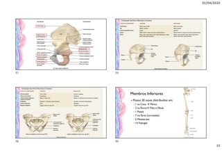 01/04/2020
15
Membros Inferiores
 Possui 30 ossos distribuídos em:
◦ 1 na Coxa  Fêmur
◦ 2 na Perna Tíbia e Fíbula
◦ 1 Patela
◦ 7 no Tarso (tornozelo)
◦ 5 Metatarsais
◦ 14 Falanges
57
58
59
60
 
