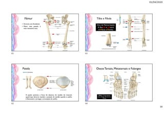 01/04/2020
16
 Articula com Acetábulo.
 Maior, mais pesado e
mais resistente osso.
Fêmur
Patela
A patela aumenta a força de alavanca do tendão do músculo
quadríceps femoral, mantém a posição do tendão quando o joelho
é flexionado e protege a articulação do joelho.
Tíbia e Fíbula
Dica de Memorização:
A fibuLA é LAteral
A Fibula é Fininha
OssosTarsais, Metatarsais e Falanges
Hálux = Possui apenas
duas falanges (Proximal e
Distal)
61
62
63
64
 