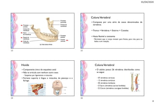 01/04/2020
4
Hioide
 Componente único do esqueleto axial.
 Não se articula com nenhum outro osso.
◦ Suspenso por ligamentos e músculos
 Fornece suporte à língua e músculos do pescoço e a
faringe.
ColunaVertebral
 Composta por uma série de ossos denominados de
vertebras.
 Tronco =Vertebras + Esterno + Costelas
 Haste flexível e resistente
◦ Permitem que o corpo movem para frente, para trás, para os
lados e em rotação.
ColunaVertebral
 O adulto possui 26 vértebras distribuídas como
se segue:
◦ 07 vértebras cervicais
◦ 12 vértebras torácicas
◦ 05 vértebras lombares
◦ O Sacro (vértebras sacrais fundidas)
◦ O Cóccix (vértebras coccígeas fundidas)
13
14
15
16
 