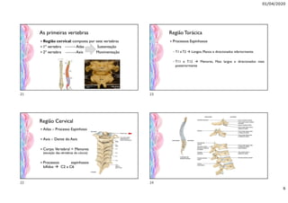 01/04/2020
6
As primeiras vertebras
 Região cervical: composta por sete vertebras
 1º vertebra Atlas Sustentação
 2º vertebra Axis Movimentação
Região Cervical
 Atlas – Processo Espinhoso
 Axis – Dente do Axis
 Corpo Vertebral = Menores
(exceção das vértebras do cóccix)
 Processos espinhosos
bífidos  C2 a C6
Região Torácica
 Processos Espinhosos
◦ T1 e T2  Longos, Planos e direcionados inferiormente.
◦ T11 e T12  Menores, Mais largos e direcionados mais
posteriormente
21
22
23
24
 