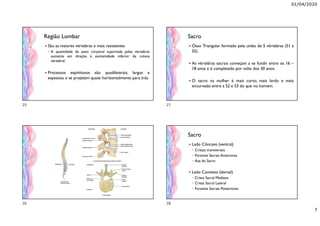 01/04/2020
7
Região Lombar
 São as maiores vértebras e mais resistentes
◦ A quantidade de peso corporal suportada pelas vertebras
aumenta em direção à extremidade inferior da coluna
vertebral.
 Processos espinhosos são quadilaterais, largos e
espessos, e se projetam quase horizontalmente para trás.
Sacro
 Osso Triangular formado pela união de 5 vértebras (S1 a
S5).
 As vértebras sacrais começam a se fundir entre os 16 –
18 anos e é completado por volta dos 30 anos.
 O sacro na mulher é mais curto, mais lardo e mais
encurvado entre a S2 e S3 do que no homem.
Sacro
 Lado Côncavo (ventral)
◦ Cristas transversais
◦ Forames Sacrais Anteriores
◦ Asa do Sacro
 Lado Convexo (dorsal)
◦ Crista Sacral Mediana
◦ Crista Sacral Lateral
◦ Forames Sacrais Posteriores
25
26
27
28
 