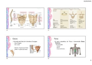 01/04/2020
8
Cóccix
 Formado pela fusão de 4 vértebras Coccígeas
◦ Osso Triangular
◦ Co1 a Co4
◦ Homem  aponta para frente
◦ Mulher  aponta para baixo
Tórax
 A parte esquelética do Tórax é denominada Caixa
Torácica.
◦ Formado pelas:
 Costelas
 Esterno
 Corpo dasVertebras
29
30
31
32
 