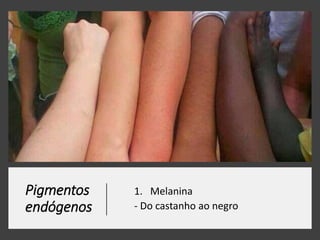 Pigmentos
endógenos
1. Melanina
- Do castanho ao negro
 
