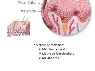 • Síntese de melanina:
 Membrana basal
 Matriz do folículo piloso
 Melanócitos
 