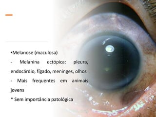 •Melanose (maculosa)
- Melanina ectópica: pleura,
endocárdio, fígado, meninges, olhos
- Mais frequentes em animais
jovens
* Sem importância patológica
 