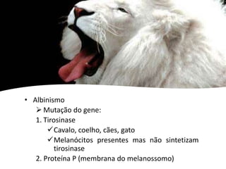 • Albinismo
 Mutação do gene:
1. Tirosinase
Cavalo, coelho, cães, gato
Melanócitos presentes mas não sintetizam
tirosinase
2. Proteína P (membrana do melanossomo)
 