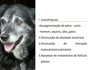 • Leucotríquias:
-Despigmentação de pelos - senis
- Homem, equino, cães, gatos
1.Diminuição da atividade tirosinase
2.Diminuição da interação
melanócito/ceratinócito
3.Apoptose de melanócitos do folículo
pilosos
 