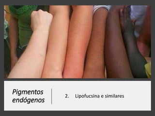 Pigmentos
endógenos
2. Lipofucsina e similares
 