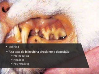 • Icterícia
Alta taxa de bilirrubina circulante e deposição
Pré-hepática
Hepática
Pós-hepática
 