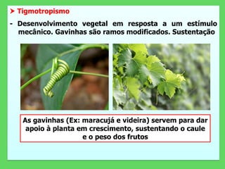  Tigmotropismo
- Desenvolvimento vegetal em resposta a um estímulo
mecânico. Gavinhas são ramos modificados. Sustentação
As gavinhas (Ex: maracujá e videira) servem para dar
apoio à planta em crescimento, sustentando o caule
e o peso dos frutos
 