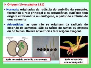  Origem (Livro página 111)
- Normais: originadas da radícula do embrião da semente,
formando a raiz principal e as secundárias. Radícula tem
origem embrionária ou endógena, a partir do embrião de
uma semente
- Adventícias: as que não se originam da radícula do
embrião da semente. São as raízes de ramos ou estacas
ou de folhas. Raízes adventícias tem origem exógena
Raiz normal do embrião da semente Raiz adventícia
em morangueiro
 