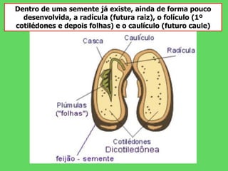 Dentro de uma semente já existe, ainda de forma pouco
desenvolvida, a radícula (futura raiz), o folículo (1º
cotilédones e depois folhas) e o caulículo (futuro caule)
 