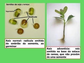 Raiz normal: radícula emitida
do embrião da semente, ao
germinar
Raiz adventícia: raiz
emitida na base da estaca
de ramos, que não provém
de uma semente
 