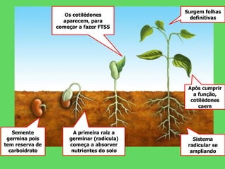 Semente
germina pois
tem reserva de
carboidrato
A primeira raiz a
germinar (radícula)
começa a absorver
nutrientes do solo
Os cotilédones
aparecem, para
começar a fazer FTSS
Após cumprir
a função,
cotilédones
caem
Sistema
radicular se
ampliando
Surgem folhas
definitivas
 