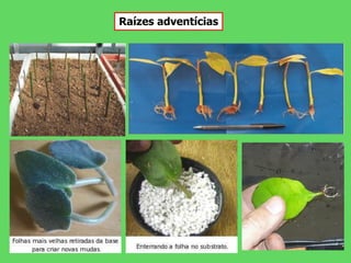 Raízes adventícias
 