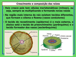 - Raiz cresce pois tem células meristemáticas (mitose), ou
seja, sempre se multiplicando e formando novas raízes
- Na região mais interna da raiz existem tecidos diferentes,
que formam o xilema e floema (vasos condutores)
- O tecido de revestimento (epiderme) é o mais externo, e
abaixo está o tecido de preenchimento (parênquima) e o
tecido formador dos vasos (esclerênquima)
Crescimento e composição das raízes
 