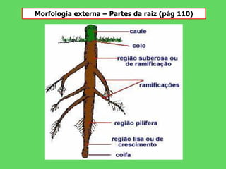 Morfologia externa – Partes da raiz (pág 110)
 