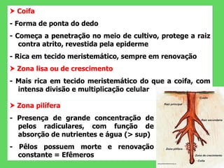  Coifa
- Forma de ponta do dedo
- Começa a penetração no meio de cultivo, protege a raiz
contra atrito, revestida pela epiderme
- Rica em tecido meristemático, sempre em renovação
 Zona lisa ou de crescimento
- Mais rica em tecido meristemático do que a coifa, com
intensa divisão e multiplicação celular
 Zona pilífera
- Presença de grande concentração de
pelos radiculares, com função de
absorção de nutrientes e água (> sup)
- Pêlos possuem morte e renovação
constante = Efêmeros
 