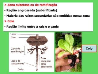  Zona suberosa ou de ramificação
- Região engrossada (suberificada)
- Maioria das raízes secundárias são emitidas nessa zona
 Colo
- Região limite entre a raiz e o caule
Colo
 