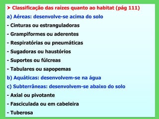  Classificação das raízes quanto ao habitat (pág 111)
a) Aéreas: desenvolve-se acima do solo
- Cinturas ou estranguladoras
- Grampiformes ou aderentes
- Respiratórias ou pneumáticas
- Sugadoras ou haustórios
- Suportes ou fúlcreas
- Tabulares ou sapopemas
b) Aquáticas: desenvolvem-se na água
c) Subterrâneas: desenvolvem-se abaixo do solo
- Axial ou pivotante
- Fasciculada ou em cabeleira
- Tuberosa
 