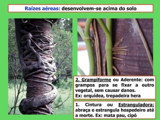 Raízes aéreas: desenvolvem-se acima do solo
1. Cintura ou Estranguladora:
abraça e estrangula hospedeiro até
a morte. Ex: mata pau, cipó
2. Grampiforme ou Aderente: com
grampos para se fixar a outro
vegetal, sem causar danos.
Ex: orquídea, trepadeira hera
 