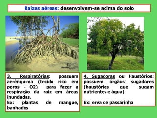 4. Sugadoras ou Haustórios:
possuem órgãos sugadores
(haustórios que sugam
nutrientes e água)
Ex: erva de passarinho
3. Respiratórias: possuem
aerênquima (tecido rico em
poros - O2) para fazer a
respiração da raiz em áreas
inundadas.
Ex: plantas de mangue,
banhados
Raízes aéreas: desenvolvem-se acima do solo
 
