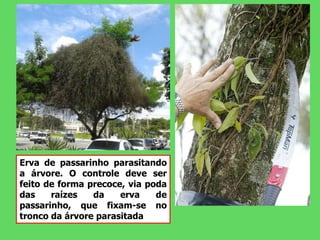 Erva de passarinho parasitando
a árvore. O controle deve ser
feito de forma precoce, via poda
das raízes da erva de
passarinho, que fixam-se no
tronco da árvore parasitada
 