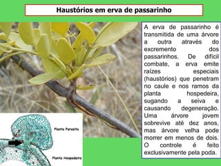 Haustórios em erva de passarinho
A erva de passarinho é
transmitida de uma árvore
a outra através do
excremento dos
passarinhos. De difícil
combate, a erva emite
raízes especiais
(haustórios) que penetram
no caule e nos ramos da
planta hospedeira,
sugando a seiva e
causando degeneração.
Uma árvore jovem
sobrevive até dez anos,
mas árvore velha pode
morrer em menos de dois.
O controle é feito
exclusivamente pela poda.
 