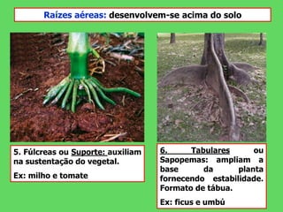 6. Tabulares ou
Sapopemas: ampliam a
base da planta
fornecendo estabilidade.
Formato de tábua.
Ex: ficus e umbú
5. Fúlcreas ou Suporte: auxiliam
na sustentação do vegetal.
Ex: milho e tomate
Raízes aéreas: desenvolvem-se acima do solo
 