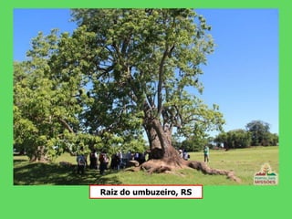 Raiz do umbuzeiro, RS
 