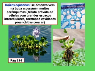 Raízes aquáticas: se desenvolvem
na água e possuem muitos
aerênquimas (tecido provido de
células com grandes espaços
intercelulares, formando cavidades
preenchidas com ar)
Pág 114
 