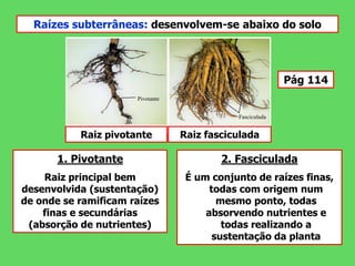 Raízes subterrâneas: desenvolvem-se abaixo do solo
Raiz pivotante Raiz fasciculada
1. Pivotante
Raiz principal bem
desenvolvida (sustentação)
de onde se ramificam raízes
finas e secundárias
(absorção de nutrientes)
2. Fasciculada
É um conjunto de raízes finas,
todas com origem num
mesmo ponto, todas
absorvendo nutrientes e
todas realizando a
sustentação da planta
Pág 114
 