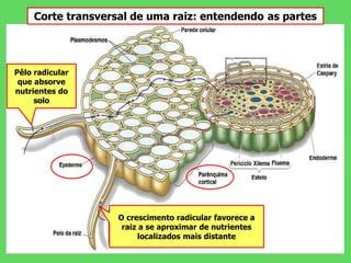 Pêlo radicular
que absorve
nutrientes do
solo
Corte transversal de uma raiz: entendendo as partes
O crescimento radicular favorece a
raiz a se aproximar de nutrientes
localizados mais distante
 