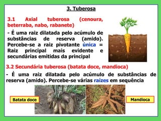 3. Tuberosa
3.2 Secundária tuberosa (batata doce, mandioca)
- É uma raiz dilatada pelo acúmulo de substâncias de
reserva (amido). Percebe-se várias raízes em sequência
Mandioca
Batata doce
3.1 Axial tuberosa (cenoura,
beterraba, nabo, rabanete)
- É uma raiz dilatada pelo acúmulo de
substâncias de reserva (amido).
Percebe-se a raiz pivotante única =
Raiz principal mais evidente e
secundárias emitidas da principal
 