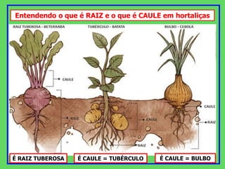 É RAIZ TUBEROSA É CAULE = BULBO
É CAULE = TUBÉRCULO
Entendendo o que é RAIZ e o que é CAULE em hortaliças
 