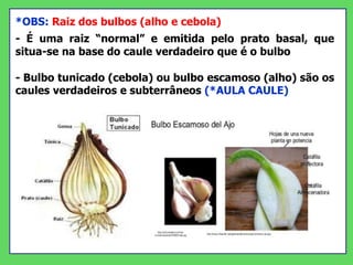 *OBS: Raiz dos bulbos (alho e cebola)
- É uma raiz “normal” e emitida pelo prato basal, que
situa-se na base do caule verdadeiro que é o bulbo
- Bulbo tunicado (cebola) ou bulbo escamoso (alho) são os
caules verdadeiros e subterrâneos (*AULA CAULE)
 