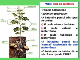 *OBS: Raiz da batateira
• Família Solanaceae
• Solanum tuberosum
• A batateira possui três tipos
de caules:
a) O caule aéreo e herbáceo
b) O caule estolão e
subterrâneo
c) O caule tubérculo e
subterrâneo
• A batateira possui raiz
“normal” fasciculada do tipo
subterrânea
• O tubérculo da batata não é
raiz. É um tipo de CAULE
 