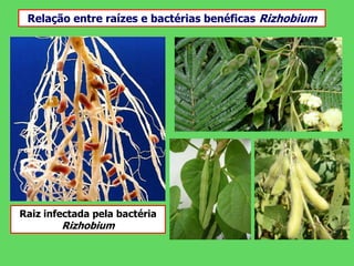 Relação entre raízes e bactérias benéficas Rizhobium
Raiz infectada pela bactéria
Rizhobium
 