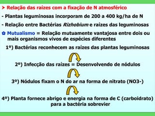  Relação das raízes com a fixação de N atmosférico
- Plantas leguminosas incorporam de 200 a 400 kg/ha de N
- Relação entre Bactérias Rizhobium e raízes das leguminosas
✿ Mutualismo = Relação mutuamente vantajosa entre dois ou
mais organismos vivos de espécies diferentes
1º) Bactérias reconhecem as raízes das plantas leguminosas
2º) Infecção das raízes = Desenvolvendo de nódulos
3º) Nódulos fixam o N do ar na forma de nitrato (NO3-)
4º) Planta fornece abrigo e energia na forma de C (carboidrato)
para a bactéria sobrevier
 