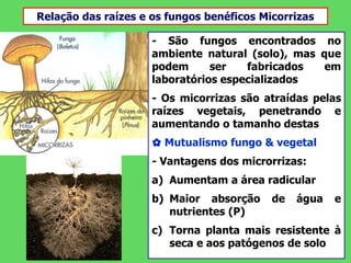 Relação das raízes e os fungos benéficos Micorrizas
- São fungos encontrados no
ambiente natural (solo), mas que
podem ser fabricados em
laboratórios especializados
- Os micorrizas são atraídas pelas
raízes vegetais, penetrando e
aumentando o tamanho destas
✿ Mutualismo fungo & vegetal
- Vantagens dos microrrizas:
a) Aumentam a área radicular
b) Maior absorção de água e
nutrientes (P)
c) Torna planta mais resistente à
seca e aos patógenos de solo
 